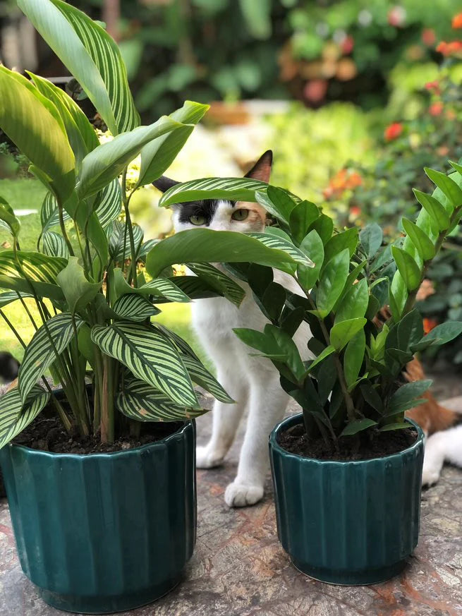 VERTICAL LINING POT SET OF TWO