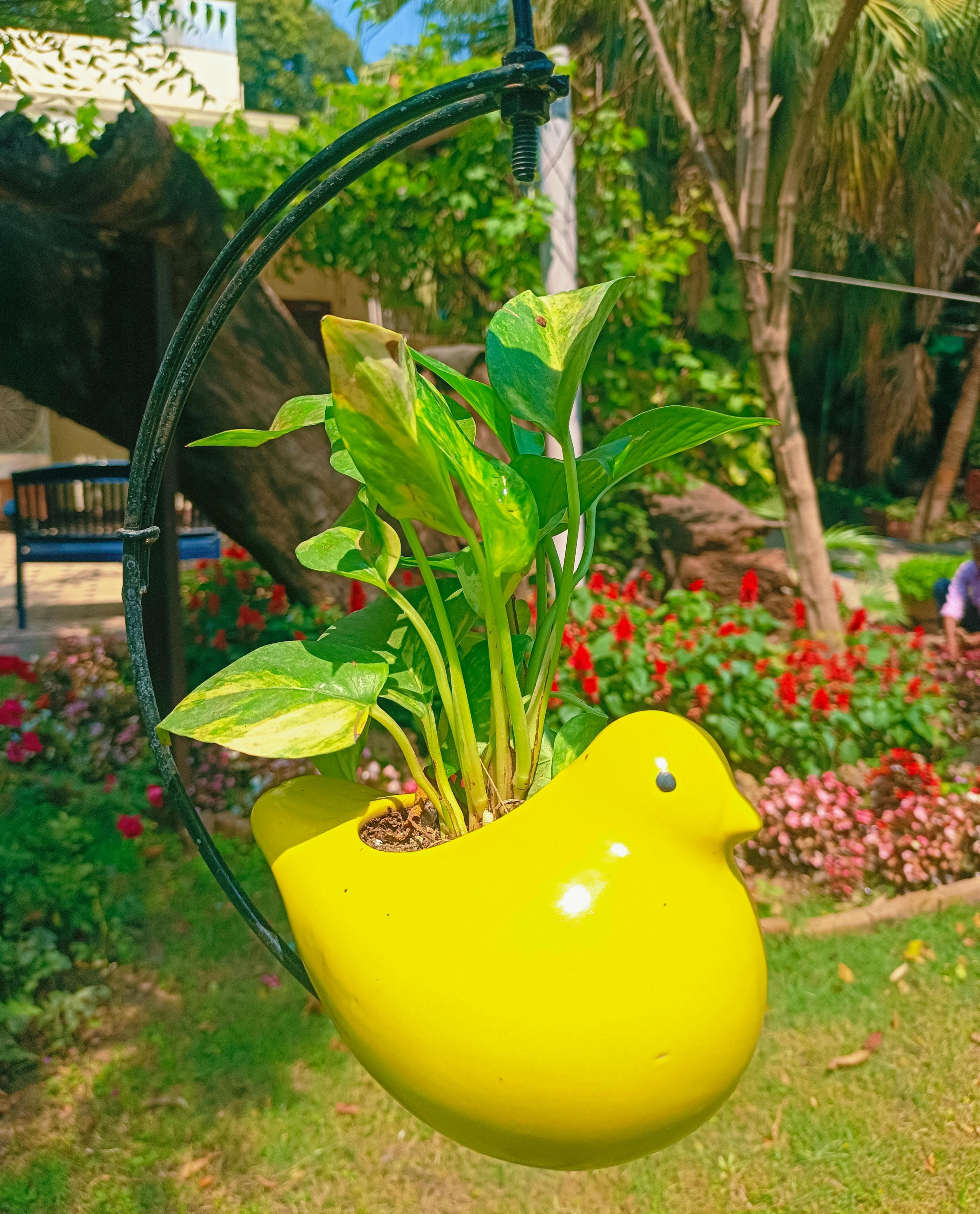 MOTI BIRD ON HALF MOON HANGING