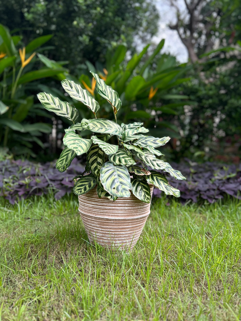 TERRACOTTA RINGED POT